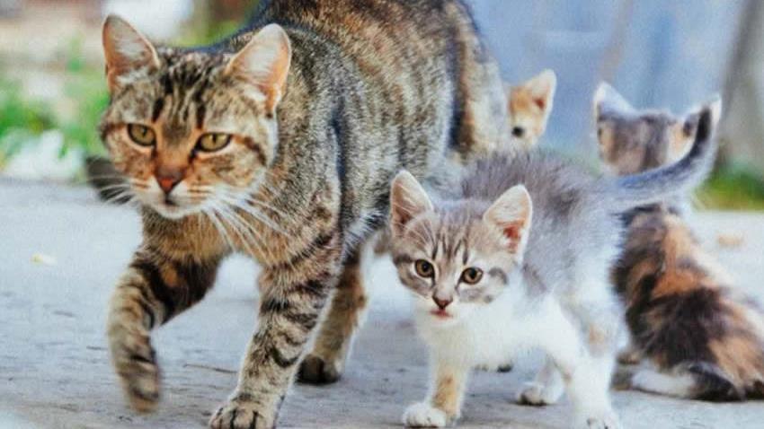 Yavru Kediler Anneleri ile Ne Kadar Kalmalıdır?